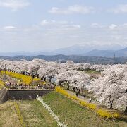 千本桜を一望できる絶好のビュースポット