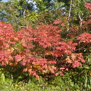 奥ニセコとして知られ、紅葉の滝、弁慶の滝、鹿の滝が続く白樺と針葉樹に囲まれている新見渓谷