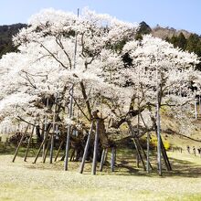 親子二代で満開の淡墨桜