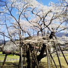 樹齢1500年の老木