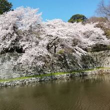 お濠沿いに咲く満開の桜