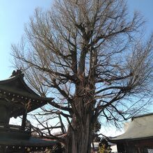 鐘楼門、大イチョウ、本堂です。