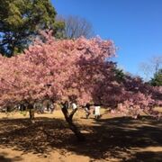 河津桜が咲いていました