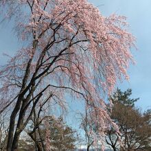 シダレサクラと北アルプスです。