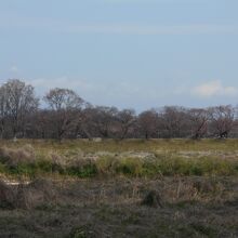 淀川河川公園背割り堤地区桜並木