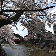 桜越しの中橋です。