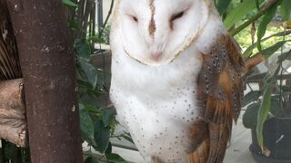 花と鳥に会えます