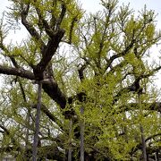 西本願寺の大銀杏