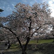 桜が満開でした。