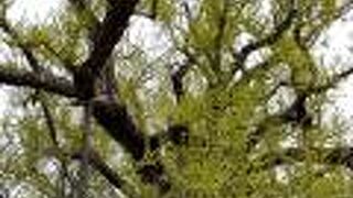 西本願寺の大銀杏