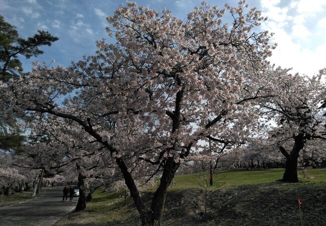 桜が満開でした。