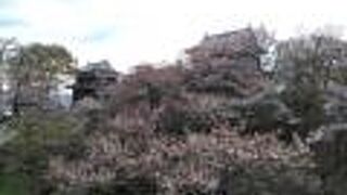 桜はかなり散っていました。