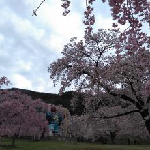 桜の中に天狗様が佇んでいます。