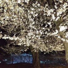 櫓の桜と下の桜です。