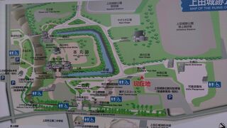 桜はかなり散っていました。