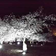 奥に櫓の桜があります。