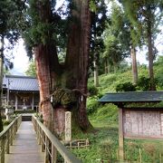 樹齢2300年の天覧の大杉