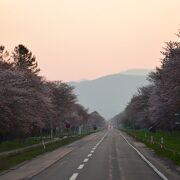 新ひだか町の桜の名所
