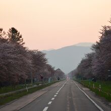 桜が開花した二十間道路桜並木