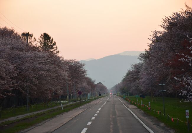 新ひだか町の桜の名所