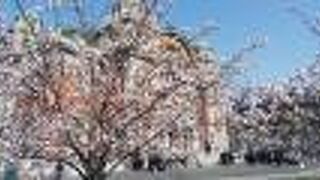 春は桜がキレイですね