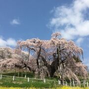 圧巻の滝桜