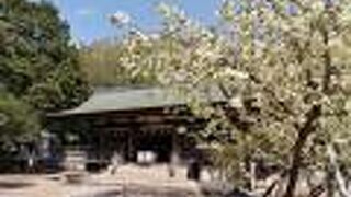 鬱金桜が満開！