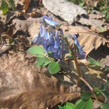 4月上旬で既に延胡索が。和寒と比較すると雪解けは早いですね。