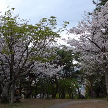 沢山の木々が小高い丘を覆っています　桜満開で綺麗でした