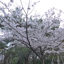 沢山の桜の木が植えられ綺麗に咲いている公園です