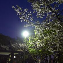 街灯に照らされた夜桜も綺麗でした