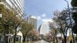 桜並木がきれい