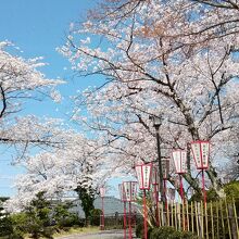 桜並木の坂を登っていく