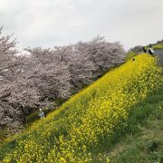 権現堂桜堤