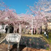 桜のトンネルの能登鹿島駅