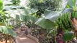 熱帯温室があります