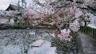 境内ではここの桜が綺麗です