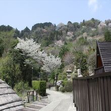 3月末　桜が花盛りでした