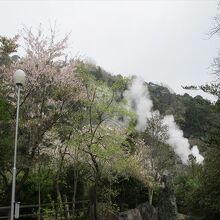 桜と湯煙