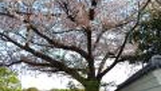 桜は園内よりも外の方が見ごたえがあります。