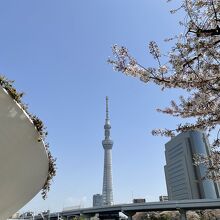 春は桜の名所です。