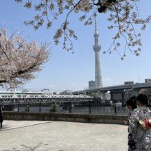 春は桜の名所です。