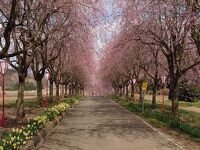 右輪台山のしだれ桜