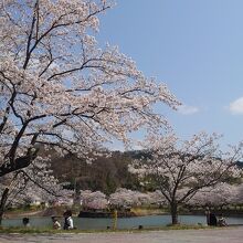 茶屋沼公園の桜