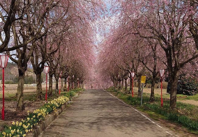 福島市でもしだれ桜を楽しめます