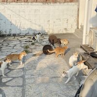 入り口には猫がいーっぱい(=^x^=)