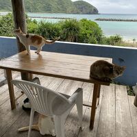 猫中心の宿　猫のオシッコ臭は我慢