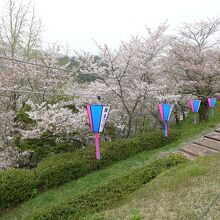 二の丸搦手門への斜面には桜がたくさんあった