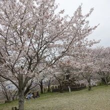 北の丸は公園になっていて地元の人の花見会場になっていた