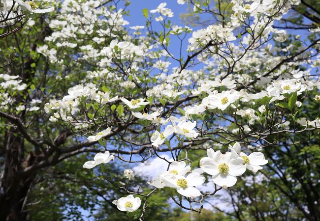 日比谷公園 ハナミズキ林 クチコミ アクセス 営業時間 銀座 有楽町 日比谷 フォートラベル